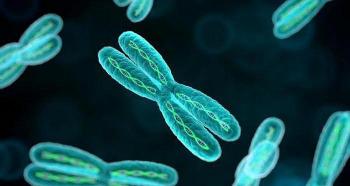 Как связаны между собой хромосомы, ДНК, гены?