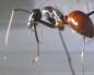 Самый большой муравей в мире